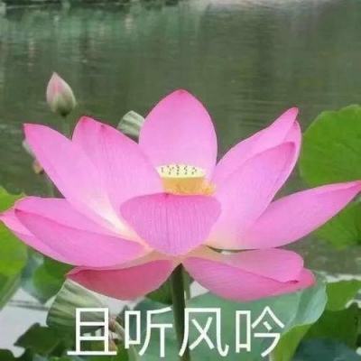 新华全媒+｜成都世园会新津分会场：四季多彩农艺带火乡村文旅